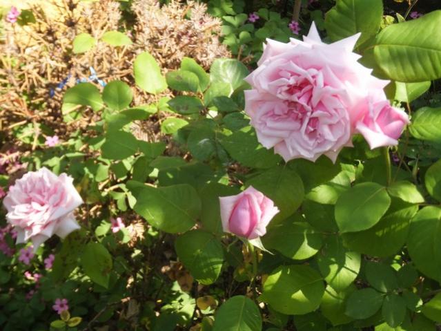 Name:  DSCF2467.jpg
Views: 358
Size:  56.7 KB