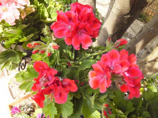 Name:  DSCF2486.jpg
Views: 501
Size:  60.8 KB