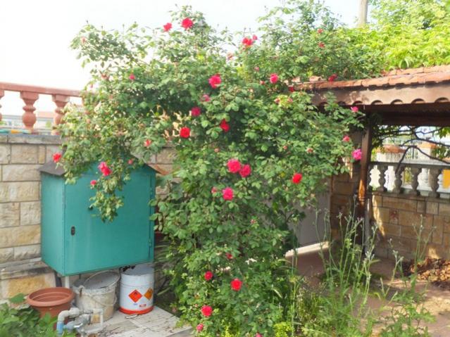 Name:  DSCF2501.jpg
Views: 521
Size:  68.5 KB