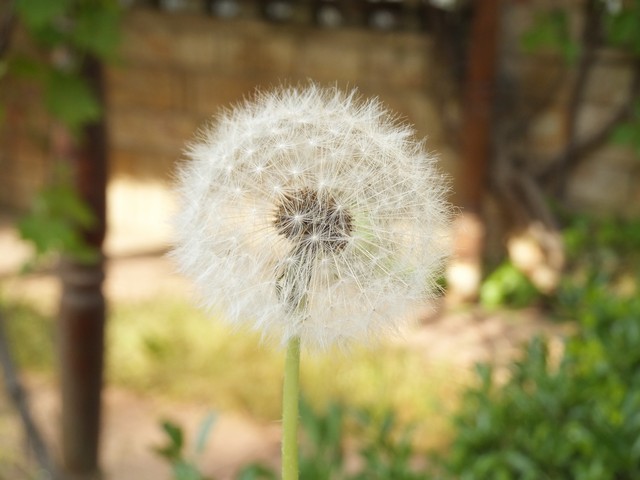 Name:  DSCF2509.jpg
Views: 493
Size:  62.8 KB