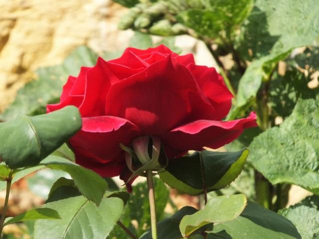 Name:  DSCF2518.jpg
Views: 680
Size:  41.7 KB