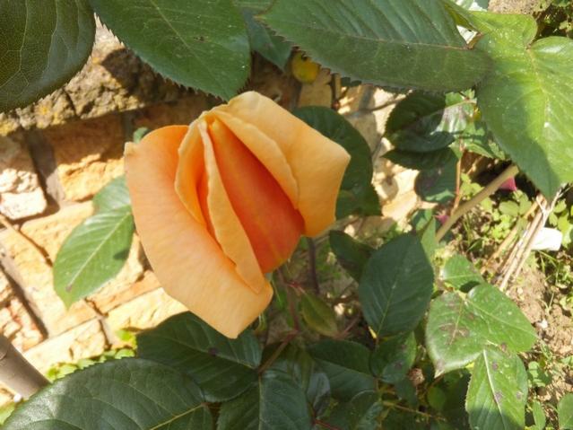 Name:  DSCF2523.jpg
Views: 630
Size:  51.1 KB