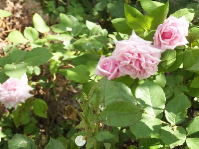 Name:  DSCF2533.jpg
Views: 626
Size:  47.7 KB