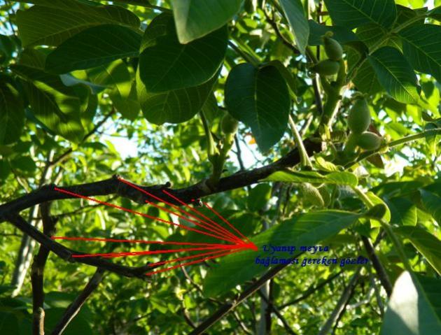 Name:  Kopyas A68EAC31.jpg
Views: 1149
Size:  63.4 KB