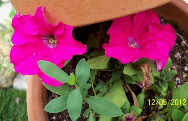 Name:  100_3877.jpg
Views: 474
Size:  39.2 KB