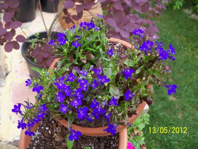 Name:  100_4033.jpg
Views: 812
Size:  68.5 KB