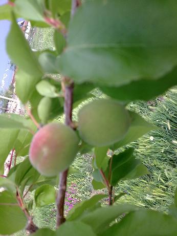 Name:  Grnt0667.jpg
Views: 1080
Size:  32.5 KB