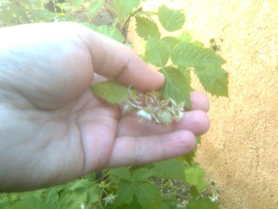 Name:  ahududu_1.jpg
Views: 1340
Size:  51.1 KB