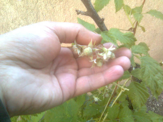 Name:  ahududu_2.jpg
Views: 1346
Size:  51.7 KB