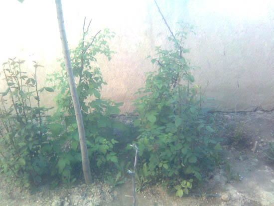 Name:  ahududu_3.jpg
Views: 1348
Size:  53.8 KB