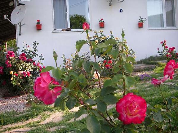 Name:  Kopyas bah-174.jpg
Views: 2528
Size:  61.5 KB