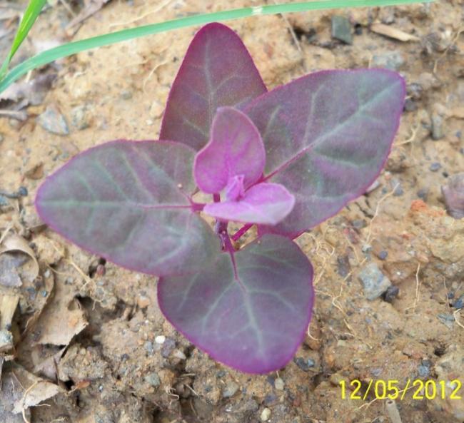 Name:  100_3821.jpg
Views: 801
Size:  61.7 KB