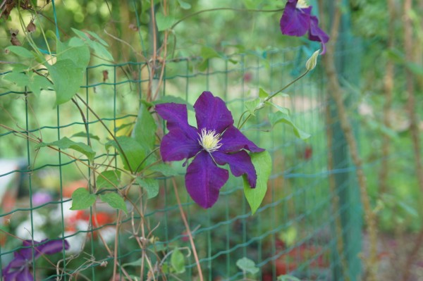 Name:  DSC01093 (600 x 399).jpg
Views: 1009
Size:  61.1 KB