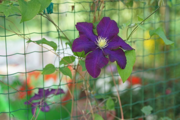 Name:  DSC01094 (600 x 399).jpg
Views: 1034
Size:  54.7 KB