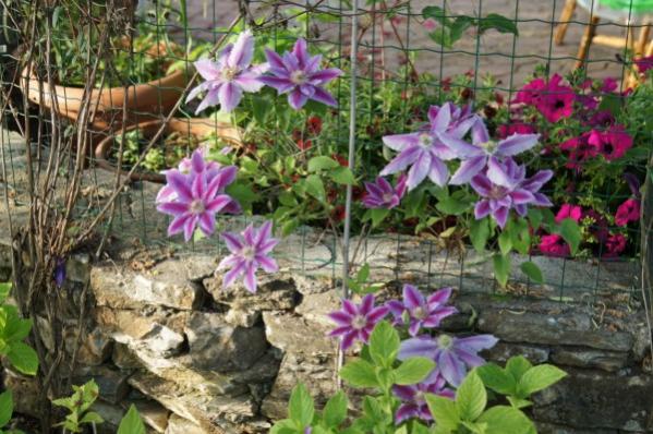 Name:  DSC01097 (600 x 399).jpg
Views: 1009
Size:  59.0 KB