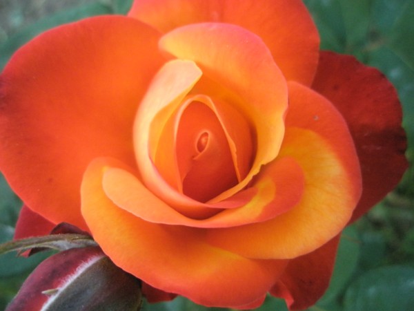 Name:  P5170543 (600 x 450).jpg
Views: 1023
Size:  43.3 KB
