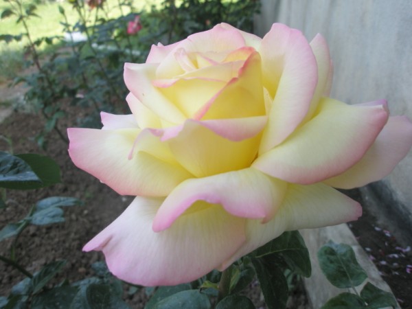 Name:  P5170492 (600 x 450).jpg
Views: 1010
Size:  49.8 KB