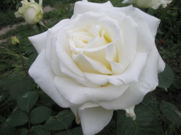 Name:  P5120373 (600 x 450).jpg
Views: 1138
Size:  43.9 KB