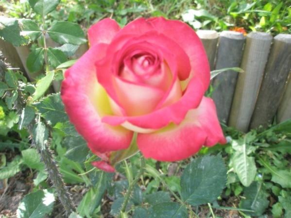 Name:  P5170511 (600 x 450).jpg
Views: 1322
Size:  43.8 KB