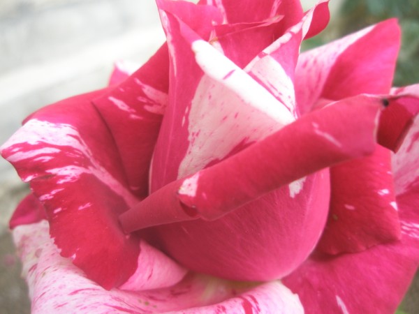 Name:  P5180565 (600 x 450).jpg
Views: 1101
Size:  49.6 KB