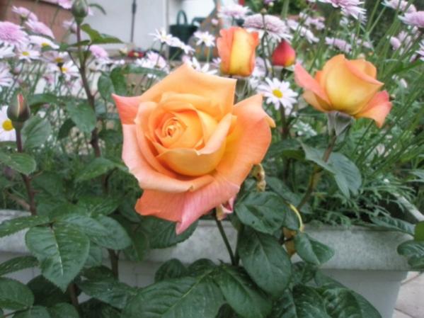 Name:  P5120380 (600 x 450).jpg
Views: 1087
Size:  43.3 KB