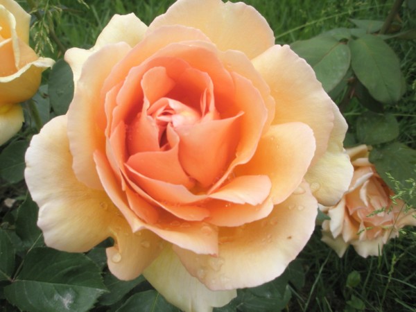 Name:  P5160473 (600 x 450).jpg
Views: 1336
Size:  57.9 KB