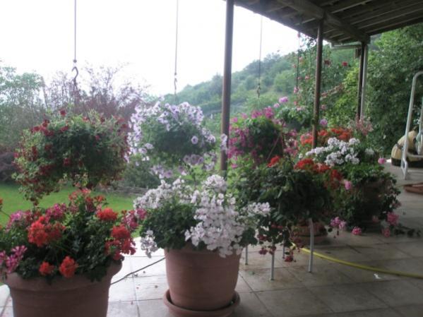 Name:  P5180572 (600 x 450).jpg
Views: 1338
Size:  43.8 KB