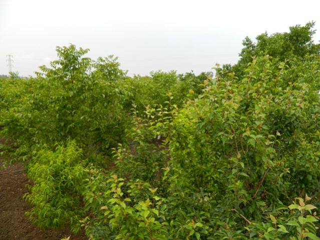 Name:  BB034DC0.jpg
Views: 1041
Size:  58.9 KB