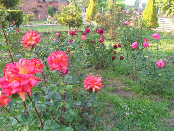 Name:  122.jpg
Views: 954
Size:  71.2 KB