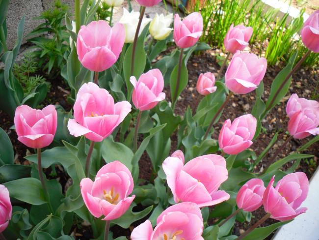 Name:  SDC13443 copy copy.jpg
Views: 468
Size:  62.2 KB