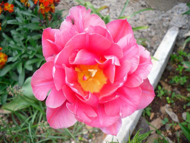 Name:  SDC13448 copy copy.jpg
Views: 474
Size:  51.9 KB