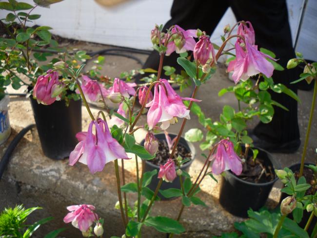 Name:  SDC13453 copy copy.jpg
Views: 435
Size:  56.1 KB
