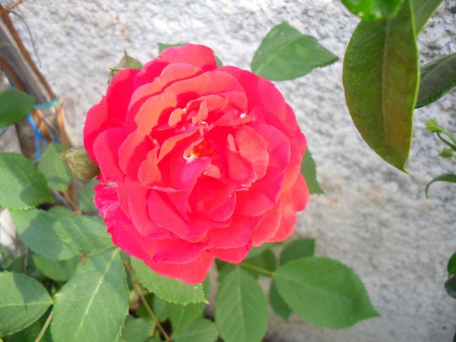 Name:  SDC13498 copy copy.jpg
Views: 474
Size:  42.7 KB