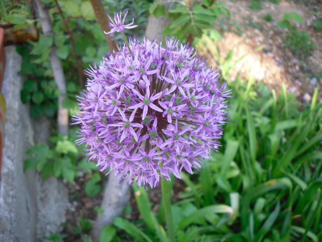 Name:  SDC13479 copy copy.jpg
Views: 553
Size:  54.4 KB