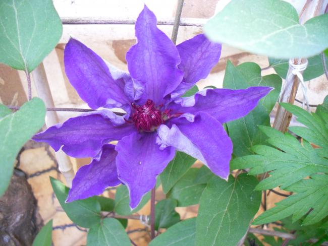 Name:  SDC13495 copy copy.jpg
Views: 432
Size:  47.2 KB