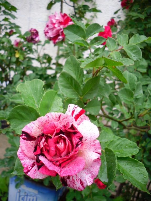Name:  SDC13650 copy copy.jpg
Views: 589
Size:  74.0 KB
