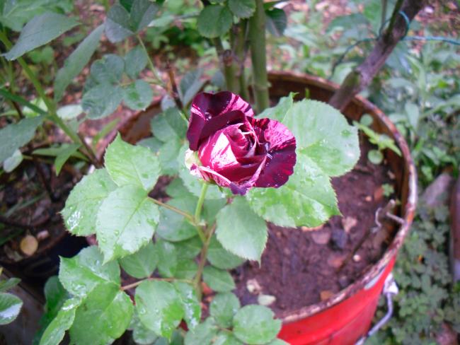 Name:  SDC13651 copy copy.jpg
Views: 581
Size:  52.2 KB