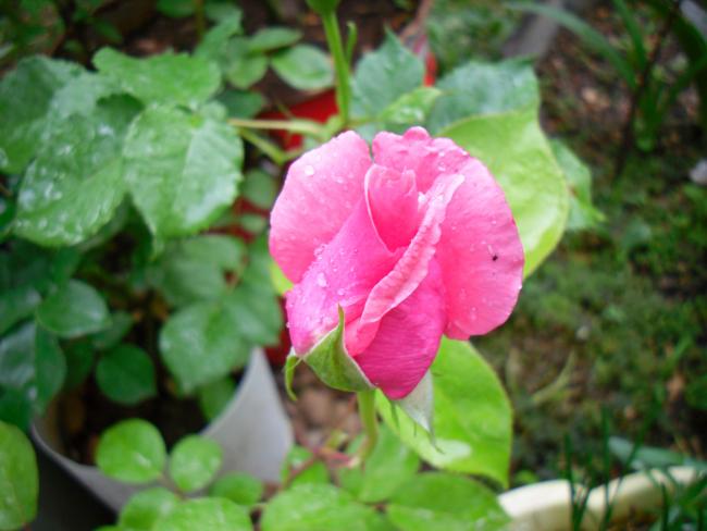 Name:  SDC13652 copy copy.jpg
Views: 582
Size:  39.0 KB