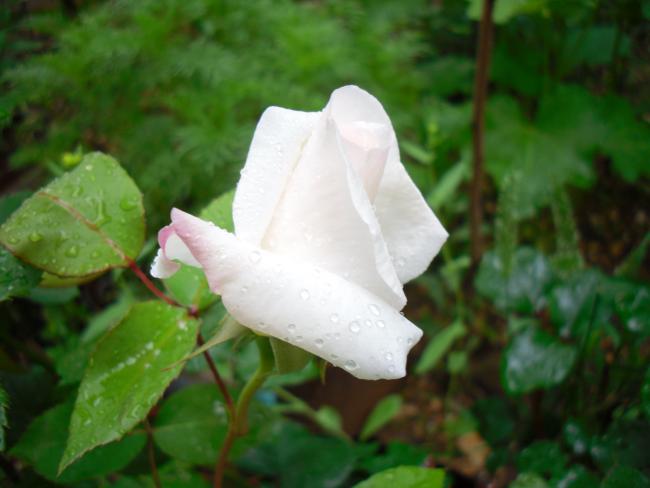 Name:  SDC13653 copy copy.jpg
Views: 570
Size:  32.4 KB