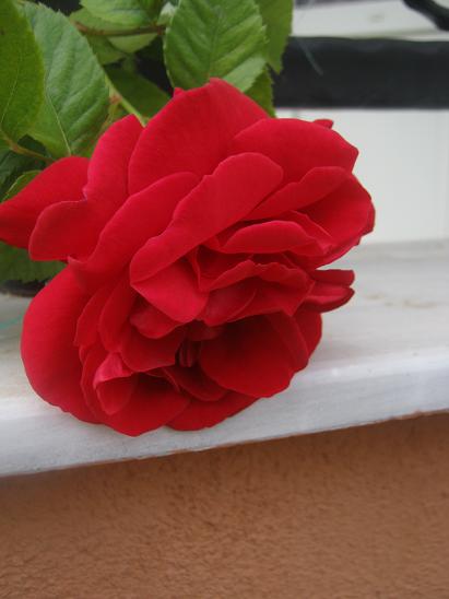 Name:  sarmak gl.JPG
Views: 2040
Size:  29.8 KB