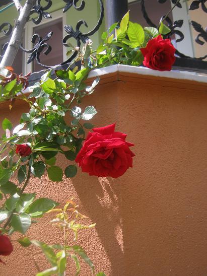 Name:  sarmak gl 1.JPG
Views: 2888
Size:  57.5 KB