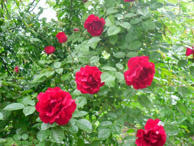 Name:  SDC13618 copy copy.jpg
Views: 569
Size:  71.1 KB