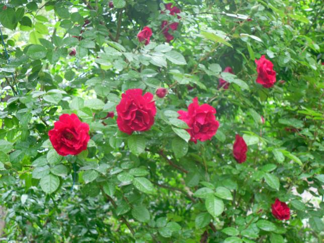Name:  SDC13619 copy copy.jpg
Views: 573
Size:  70.6 KB