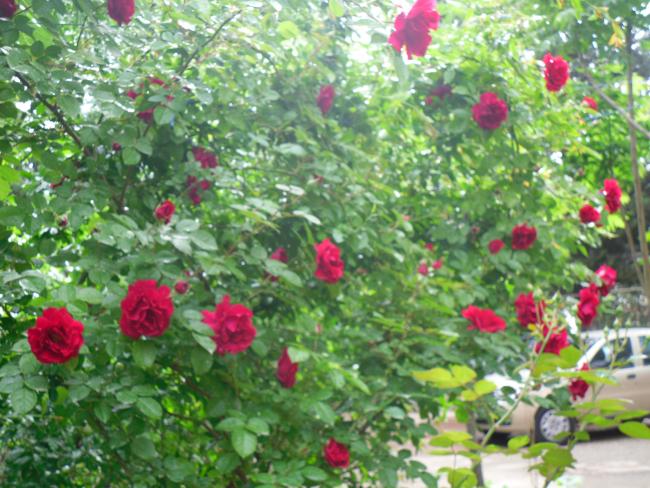 Name:  SDC13620 copy copy.jpg
Views: 570
Size:  67.2 KB