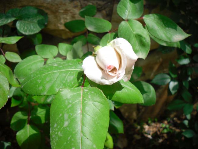 Name:  SDC13629 copy copy.jpg
Views: 564
Size:  39.9 KB
