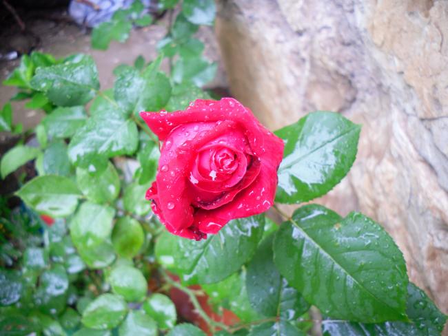 Name:  SDC13632 copy copy.jpg
Views: 576
Size:  46.9 KB