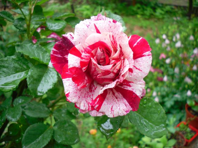 Name:  SDC13633 copy copy.jpg
Views: 544
Size:  55.6 KB