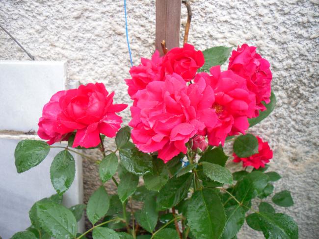 Name:  SDC13647 copy copy.jpg
Views: 548
Size:  59.5 KB