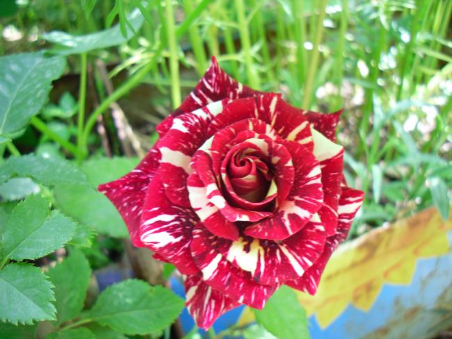 Name:  SDC13753 copy copy.jpg
Views: 816
Size:  53.7 KB