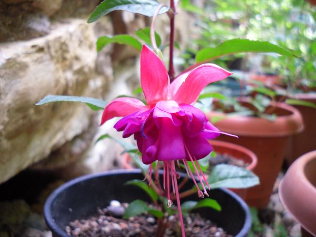 Name:  SDC13757 copy copy.jpg
Views: 535
Size:  42.3 KB